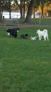 Harris Family Dog Park photo 1